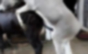 free zoo porn, beastiality videos